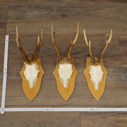 3 cuernos de corzo. Conjunto de cuernos de corzo macho en placas de trofeo 21.497