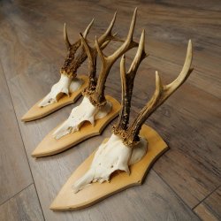 3 cuernos de corzo. Conjunto de cuernos de corzo macho en placas de trofeo 21.497