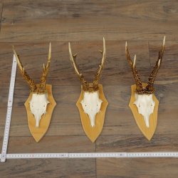Rehgeweihe 3 Stück Rehböcke Reh Bock Geweihe Set auf Trophäenschilder 21.498