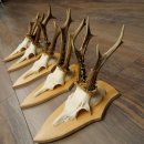 Rehgeweihe 5 Stück Rehböcke Reh Bock Geweihe Set auf Trophäenschilder 21.499