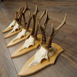 Rehgeweihe 5 Stück Rehböcke Reh Bock Geweihe Set auf Trophäenschilder 21.499