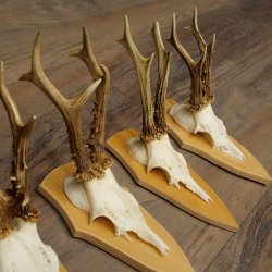 Rehgeweihe 5 Stück Rehböcke Reh Bock Geweihe Set auf Trophäenschilder 21.499