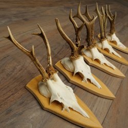 Rehgeweihe 5 Stück Rehböcke Reh Bock Geweihe Set auf Trophäenschilder 21.499