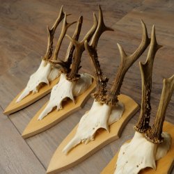 Rehgeweihe 5 Stück Rehböcke Reh Bock Geweihe Set auf Trophäenschilder 21.499