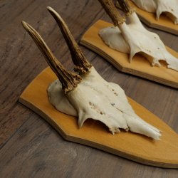 3 cuernos de corzo. Conjunto de cuernos de corzo macho en placas de trofeo: 21 500