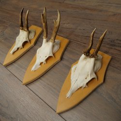 3 cuernos de corzo. Conjunto de cuernos de corzo macho en placas de trofeo: 21 500