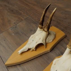 3 cuernos de corzo. Conjunto de cuernos de corzo macho en placas de trofeo: 21 500