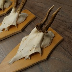 3 cuernos de corzo. Conjunto de cuernos de corzo macho en placas de trofeo: 21 500