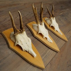 3 cuernos de corzo. Conjunto de cuernos de corzo macho en placas de trofeo: 21 500