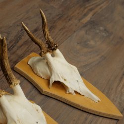 3 cuernos de corzo. Conjunto de cuernos de corzo macho en placas de trofeo: 21 500