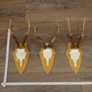 Rehgeweihe 3 Stück Rehböcke Reh Bock Geweihe Set auf Trophäenschilder 21.501