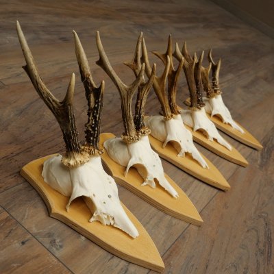 5 bois de chevreuil, ensemble de bois de chevreuil mâle sur socles pour trophées 21.502