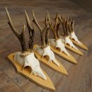 5 bois de chevreuil, ensemble de bois de chevreuil mâle sur socles pour trophées 21.502
