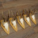 5 bois de chevreuil, ensemble de bois de chevreuil mâle sur socles pour trophées 21.502