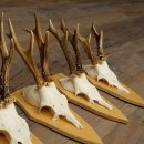 5 bois de chevreuil, ensemble de bois de chevreuil mâle sur socles pour trophées 21.502