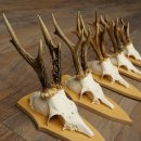 5 bois de chevreuil, ensemble de bois de chevreuil mâle sur socles pour trophées 21.502