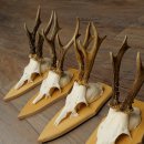 5 bois de chevreuil, ensemble de bois de chevreuil mâle sur socles pour trophées 21.502
