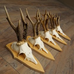 5 bois de chevreuil, ensemble de bois de chevreuil mâle sur socles pour trophées 21.502