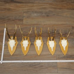 5 bois de chevreuil, ensemble de bois de chevreuil mâle sur socles pour trophées 21.502