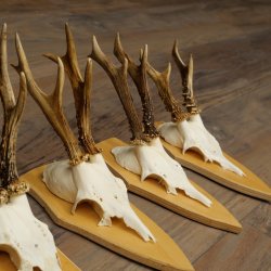 5 bois de chevreuil, ensemble de bois de chevreuil mâle sur socles pour trophées 21.502