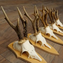 5 bois de chevreuil, ensemble de bois de chevreuil mâle sur socles pour trophées 21.502