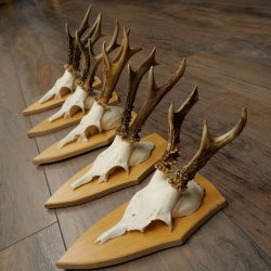 5 bois de chevreuil, ensemble de bois de chevreuil mâle sur socles pour trophées 21.502