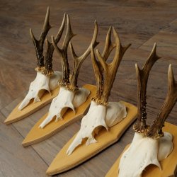 5 bois de chevreuil, ensemble de bois de chevreuil mâle sur socles pour trophées 21.502