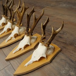 5 bois de chevreuil, ensemble de bois de chevreuil mâle sur socles pour trophées 21.502