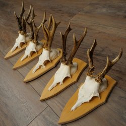 5 bois de chevreuil, ensemble de bois de chevreuil mâle sur socles pour trophées 21.502