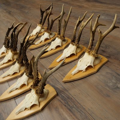 10 paires de bois de chevreuil (mâles âgés) – Lot de bois de chevreuil mâle sur socles de trophées 21.503