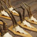 10 paires de bois de chevreuil (mâles âgés) – Lot de bois de chevreuil mâle sur socles de trophées 21.503