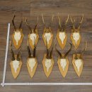 10 paires de bois de chevreuil (mâles âgés) – Lot de bois de chevreuil mâle sur socles de trophées 21.503