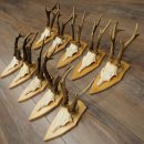 10 paires de bois de chevreuil (mâles âgés) – Lot de bois de chevreuil mâle sur socles de trophées 21.503