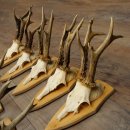 10 paires de bois de chevreuil (mâles âgés) – Lot de bois de chevreuil mâle sur socles de trophées 21.503