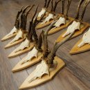 10 paires de bois de chevreuil (mâles âgés) – Lot de bois de chevreuil mâle sur socles de trophées 21.503