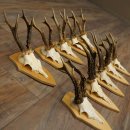 10 paires de bois de chevreuil (mâles âgés) – Lot de bois de chevreuil mâle sur socles de trophées 21.503