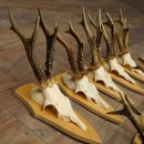 10 paires de bois de chevreuil (mâles âgés) – Lot de bois de chevreuil mâle sur socles de trophées 21.503