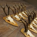 10 paires de bois de chevreuil (mâles âgés) – Lot de bois de chevreuil mâle sur socles de trophées 21.503