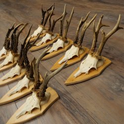 10 paires de bois de chevreuil (mâles âgés) – Lot de bois de chevreuil mâle sur socles de trophées 21.503