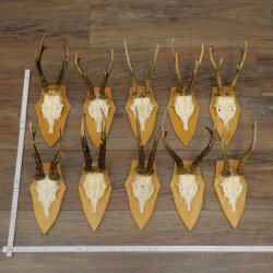 10 paires de bois de chevreuil (mâles âgés) – Lot de bois de chevreuil mâle sur socles de trophées 21.503