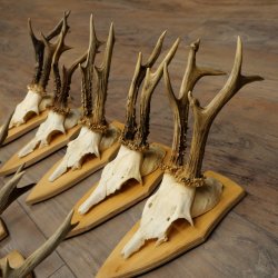10 paires de bois de chevreuil (mâles âgés) – Lot de bois de chevreuil mâle sur socles de trophées 21.503
