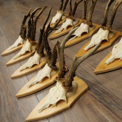 10 paires de bois de chevreuil (mâles âgés) – Lot de bois de chevreuil mâle sur socles de trophées 21.503