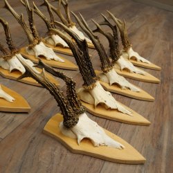 10 paires de bois de chevreuil (mâles âgés) – Lot de bois de chevreuil mâle sur socles de trophées 21.503