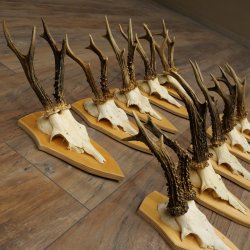10 paires de bois de chevreuil (mâles âgés) – Lot de bois de chevreuil mâle sur socles de trophées 21.503