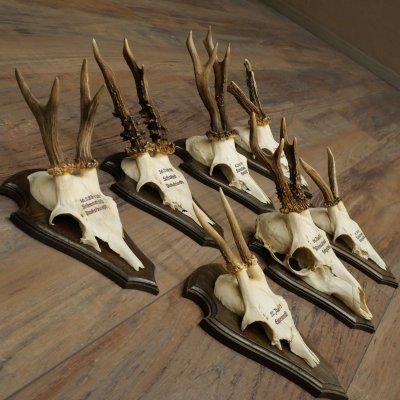 7 bois de chevreuil, mâles âgés – Lot de bois de chevreuil mâle sur socles de trophées 21.504