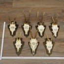 7 bois de chevreuil, mâles âgés – Lot de bois de chevreuil mâle sur socles de trophées 21.504