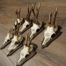 7 bois de chevreuil, mâles âgés – Lot de bois de chevreuil mâle sur socles de trophées 21.504