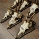 7 bois de chevreuil, mâles âgés – Lot de bois de chevreuil mâle sur socles de trophées 21.504