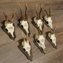 7 bois de chevreuil, mâles âgés – Lot de bois de chevreuil mâle sur socles de trophées 21.504