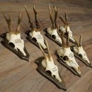 7 bois de chevreuil, mâles âgés – Lot de bois de chevreuil mâle sur socles de trophées 21.504